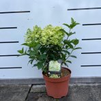 Hortenzia metlinatá (Hydrangea paniculata) ‘BEE HAPPY’® - výška 30-40 cm, kont. C2L